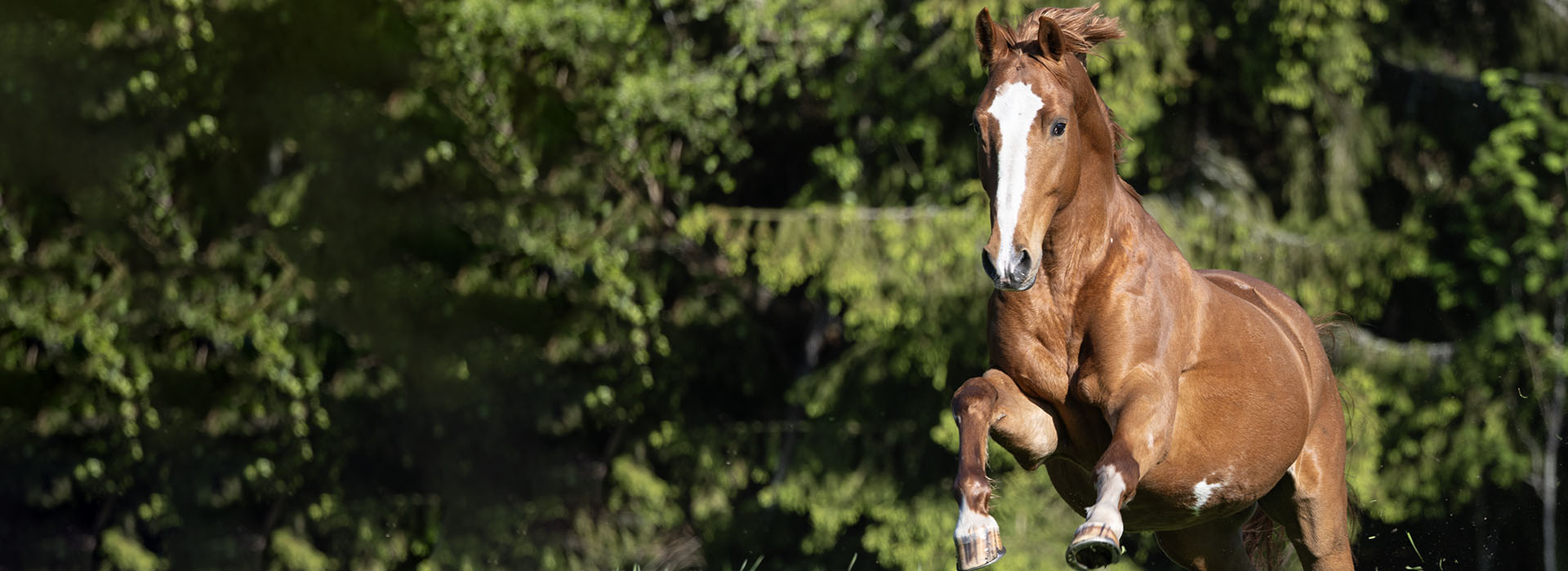 Johanna J Equestrian Physio