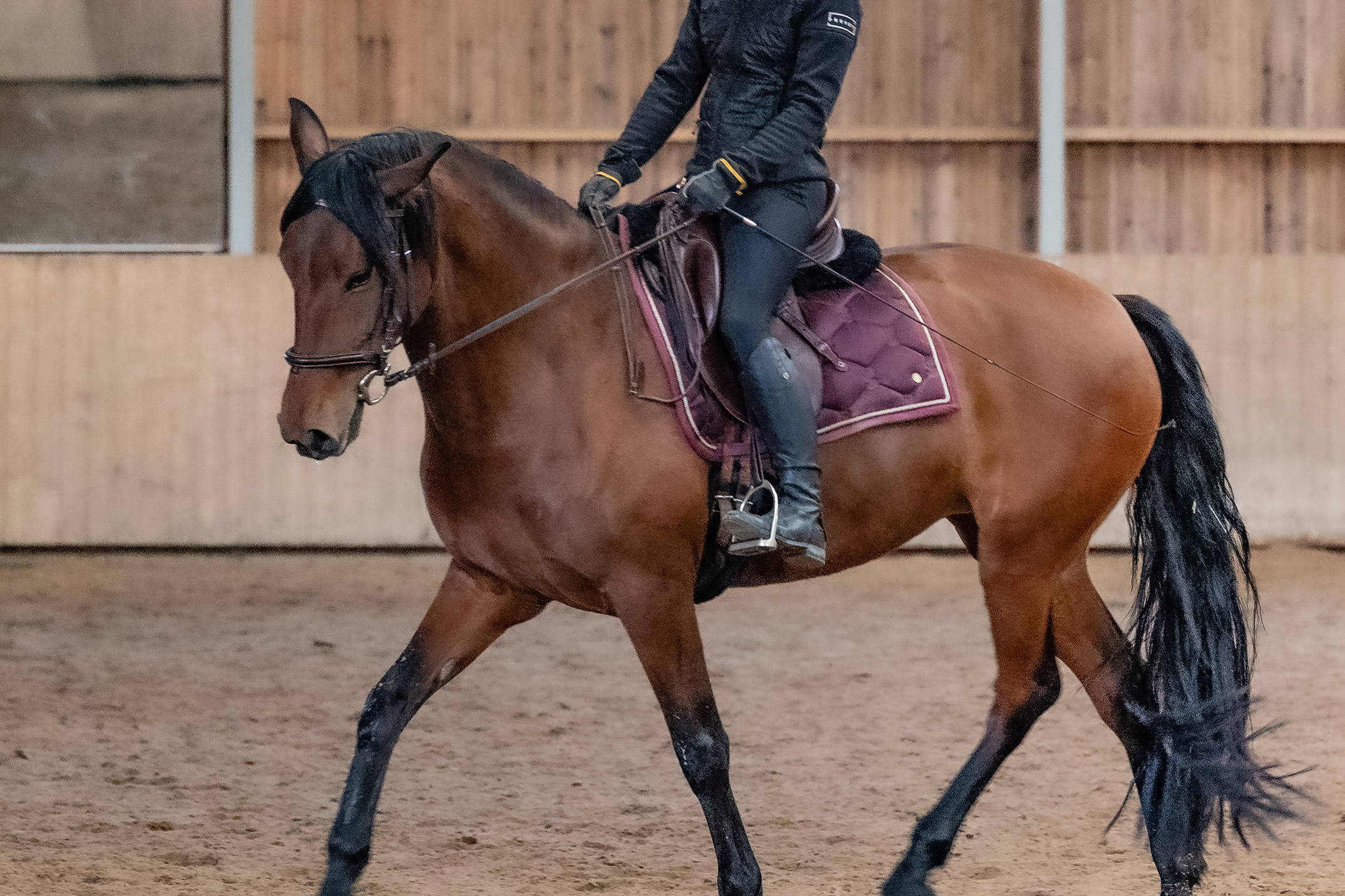 Johanna J Equestrian Physio
